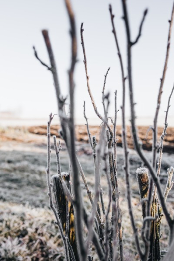 Winter freeze Winter freeze
