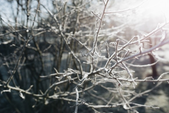 Winter freeze Winter freeze