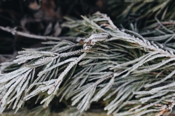 Winter freeze Winter freeze