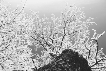 Winter Frost Winter Frost