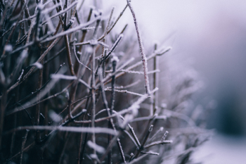 Winter frost 4 Winter frost 4
