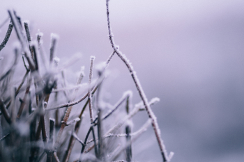 Winter frost 5 Winter frost 5