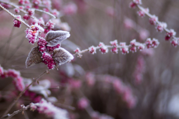 Winter frost 7 Winter frost 7