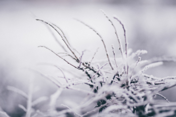 Winter frost 8 Winter frost 8