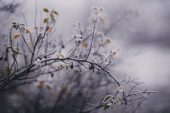 Winter frost 9 Winter frost 9