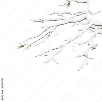 Winter frozen tree branch Photo overlays, Photoshop overlay, pine icy snow branch, png