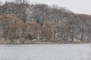 Winter Riverbank Trees Winter Riverbank Trees