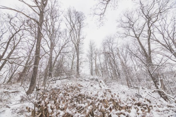 Winter Woods In The Afternoon Winter Woods In The Afternoon