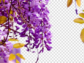 Wisteria sinensis Wisteria floribunda Flower Seed Vine, Purple Wisteria transparent background PNG clipart