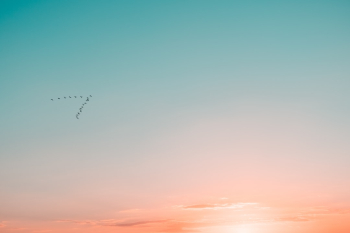 with birds i share with birds i share