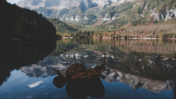 Withered Leaf On Water In Shallow Photography Withered Leaf On Water In Shallow Photography