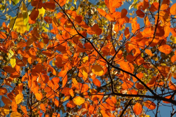 Withered Leaf Tree Withered Leaf Tree
