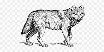 Wolf Animal Biology Canine Carnivore Mamma - Realistic Wolf Coloring Sheets Wolf Animal Biology Canine Carnivore Mamma - Realistic Wolf Coloring Sheets