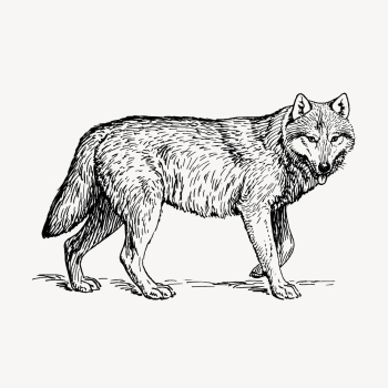 Wolf, animal illustration vector. Free | Free Vector Illustration - rawpixel Wolf, animal illustration vector. Free | Free Vector Illustration - rawpixel