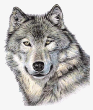 Wolf Face PNG, Transparent Wolf Face PNG Image Free Download - PNGkey