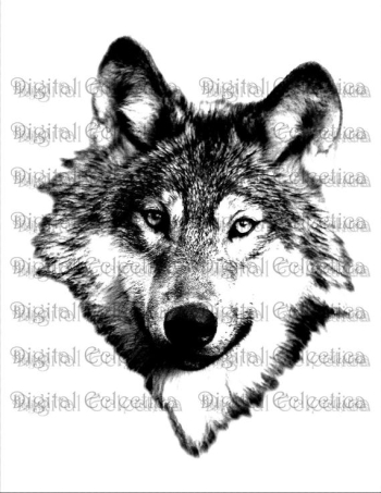 Wolf Face. Wolf PNG. Animal PNG. Wolf Prints. Wolf Images. | PNGio