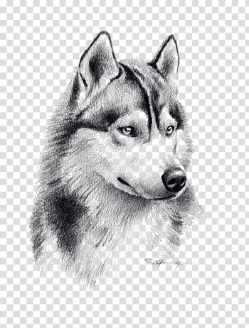 Wolf painting, Siberian Husky Puppy Drawing Pencil Art, Sketch Wolf transparent background PNG clipart