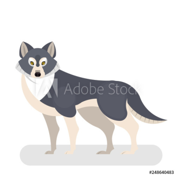 Wolf wild animal from the forest Wolf wild animal from the forest