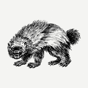 Wolverine drawing, vintage wildlife illustration | Free PSD - rawpixel Wolverine drawing, vintage wildlife illustration | Free PSD - rawpixel
