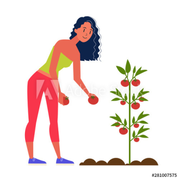 Woman farmer harvesting tomato Woman farmer harvesting tomato