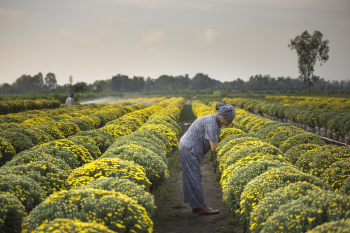Woman Harvesting Woman Harvesting