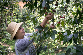 Woman Harvesting Coffee Beans Woman Harvesting Coffee Beans