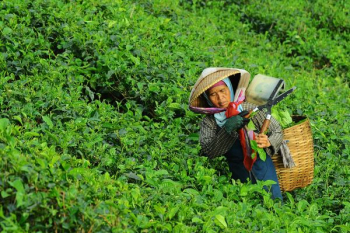 woman harvesting leaves from field woman harvesting leaves from field