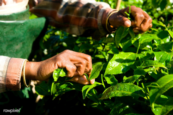Woman harvesting tea leaves Kerela, India. | Free stock photo - 81271 Woman harvesting tea leaves Kerela, India. | Free stock photo - 81271