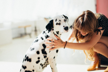 Woman Holding Adult Dalmatian Woman Holding Adult Dalmatian
