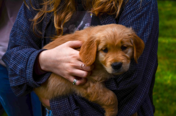 Woman Holding Brown Puppy Woman Holding Brown Puppy