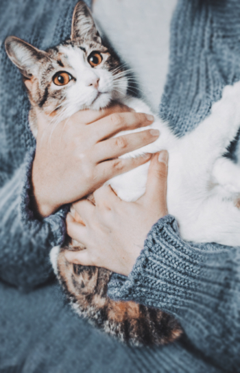 Woman Holding Cat Woman Holding Cat