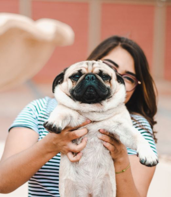 woman holding Pug puppy woman holding Pug puppy