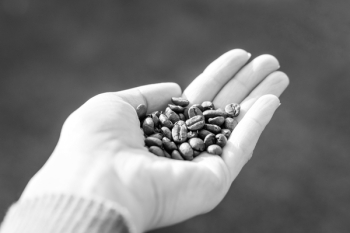 Woman Holds Coffee Beans Woman Holds Coffee Beans