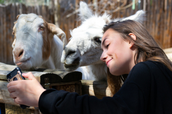 Woman in Black Shirt Beside White Llama Woman in Black Shirt Beside White Llama