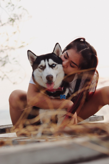 Woman Kissing Black And White Siberian Husky Woman Kissing Black And White Siberian Husky