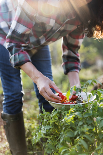 Woman Picking Cherry Tomatoes Woman Picking Cherry Tomatoes