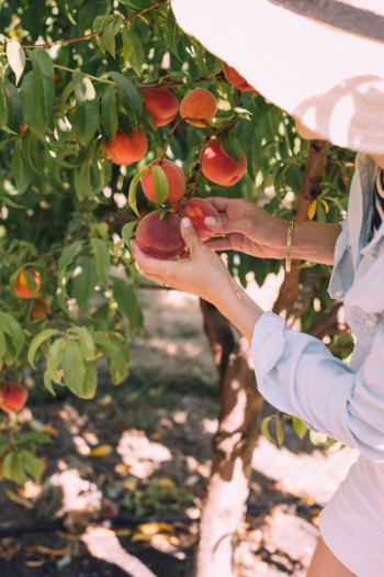 woman picking peaches on tree during daytime woman picking peaches on tree during daytime