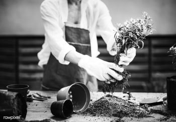 Woman planting flowers in a greenhouse | Free stock photo - 427287 Woman planting flowers in a greenhouse | Free stock photo - 427287