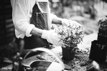 Woman planting flowers in a greenhouse | Free stock photo - 427347 Woman planting flowers in a greenhouse | Free stock photo - 427347