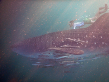 Woman Swimming With Whaleshark Woman Swimming With Whaleshark