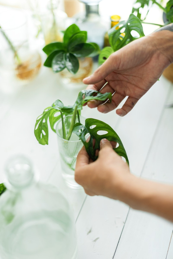 Woman water propagating his houseplants | Free stock photo | High Resolution image