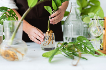 Woman water propagating his houseplants | Free stock photo | High Resolution image