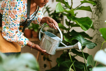 Woman wearing apron watering indoor plants | Free stock photo | High Resolution image