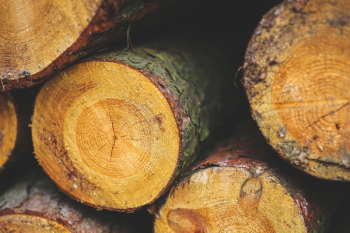 Wood Wood