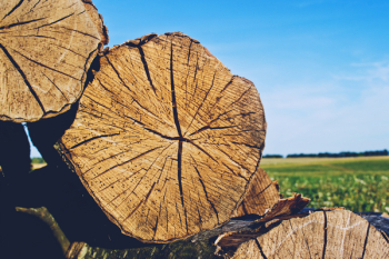 Wood Wood