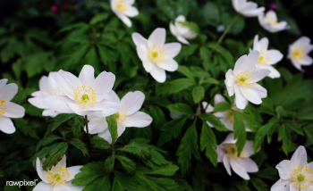 Wood anemone flowers | Free stock photo - 938012 Wood anemone flowers | Free stock photo - 938012