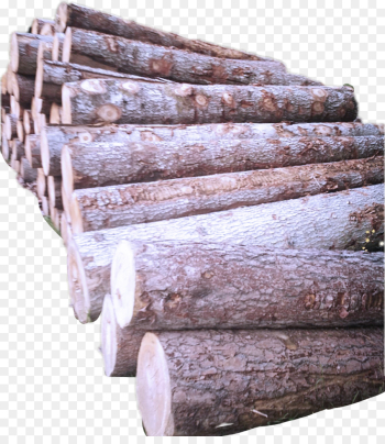 wood brown tree hardwood beige wood brown tree hardwood beige