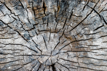 Wood Slab Wood Slab