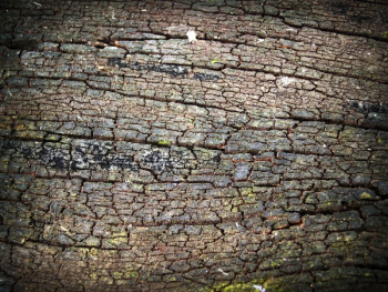 Wood Surface Wood Surface