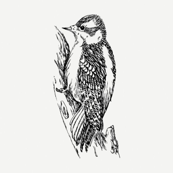 Woodpecker bird drawing, vintage illustration | Free PSD - rawpixel Woodpecker bird drawing, vintage illustration | Free PSD - rawpixel